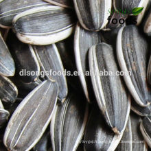 Graines de tournesol rayées hybrides noires 2013 5009